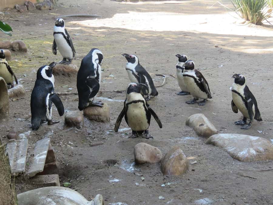 Cape Town: World of Birds & Animal Sanctuary - Entering Africa’s largest bird sanctuary