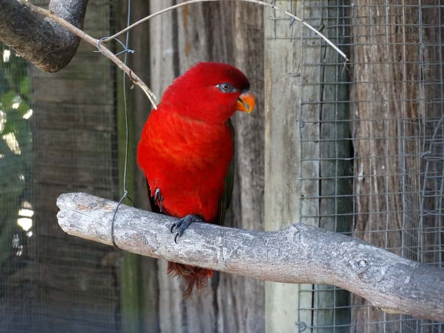 Cape Town: World of Birds & Animal Sanctuary - The Monkey Jungle and Squirrel Monkeys