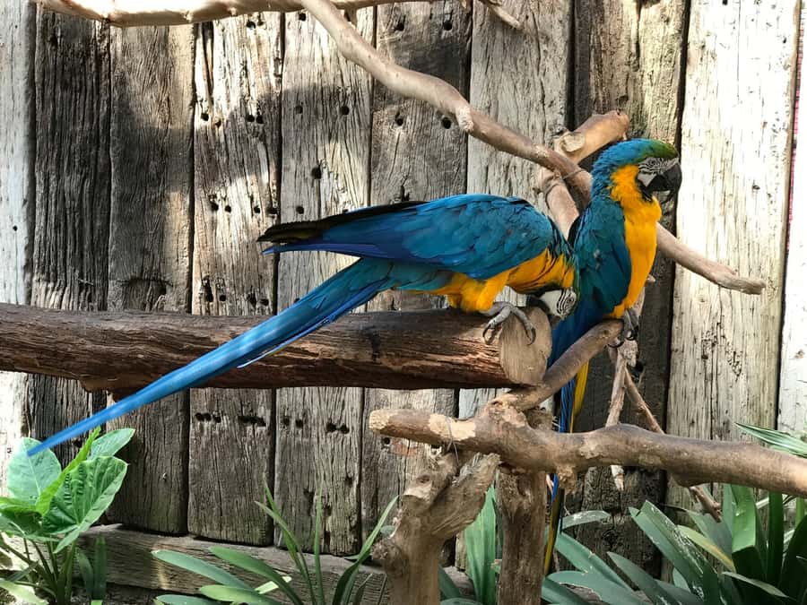 Cape Town: World of Birds & Animal Sanctuary - Magic Forest adds a playful break