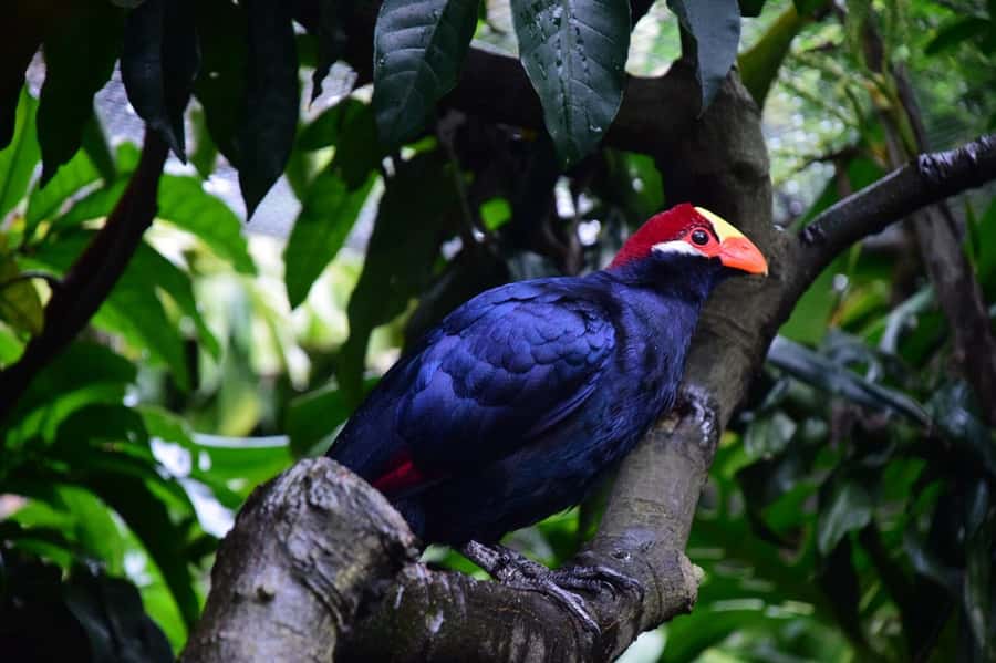 Cape Town: World of Birds & Animal Sanctuary - Walking through 100 aviaries