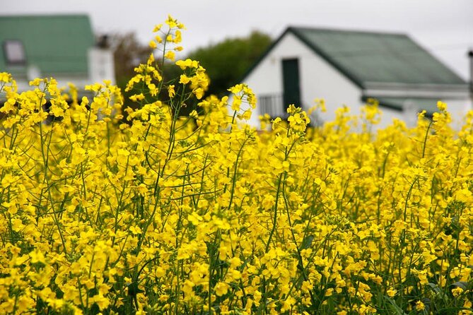 Cape West Coast Flower Tour - The flexible West Coast farm-town stop
