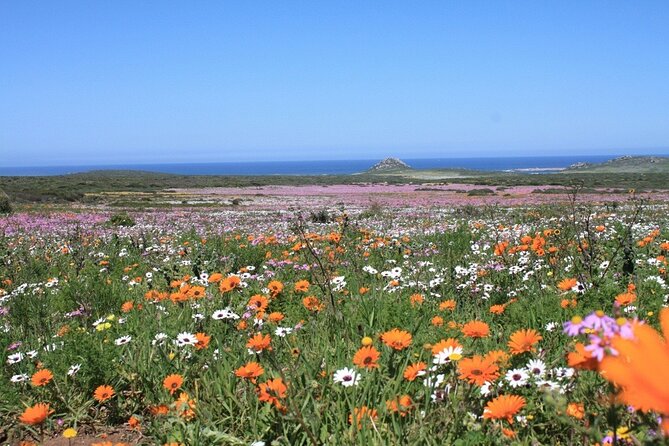 Cape West Coast Flower Tour - Who will enjoy this Cape West Coast outing
