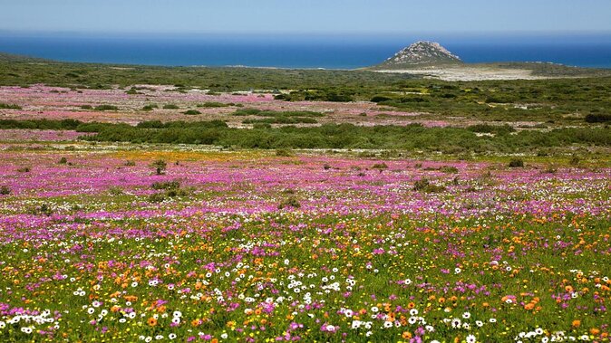 Cape West Coast Full Day Private Day Tour - Key reasons to consider this West Coast tour