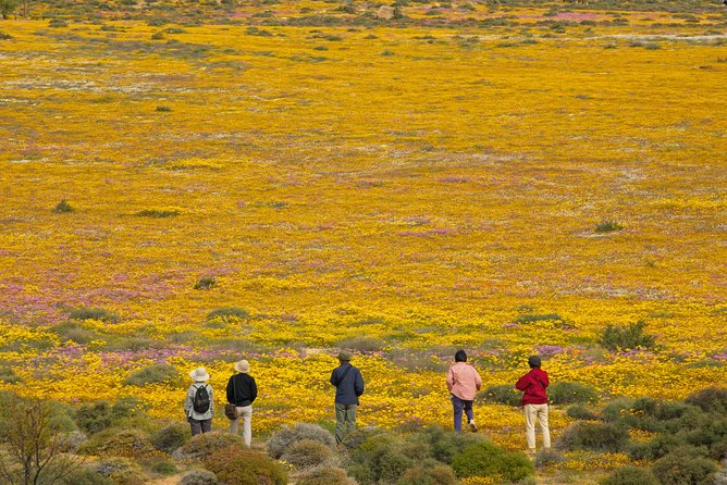 Cape West Coast Full Day Private Day Tour - !Khwa ttu and the living story of the San