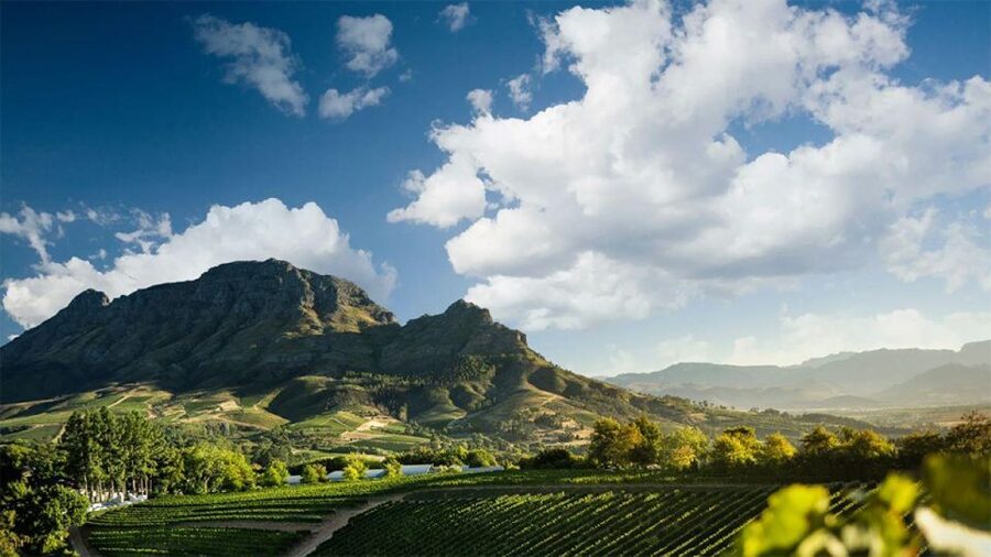 Cape Wineland 3 Award Winning Vineyards - Key points to know before booking