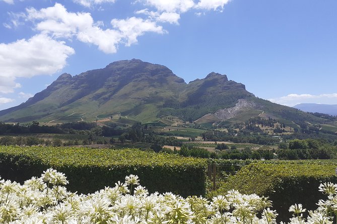 Cape Winelands and Wine Tasting Full Day Tour - Marianne Wine Estate and the biltong pairing
