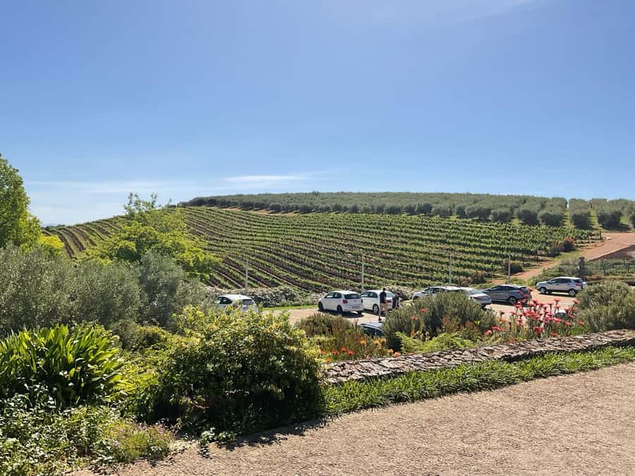 Cape Winelands Experience: Paarl, Stellenbosch & Franschhoek - Stellenbosch brings architecture, art, and another round of tastings