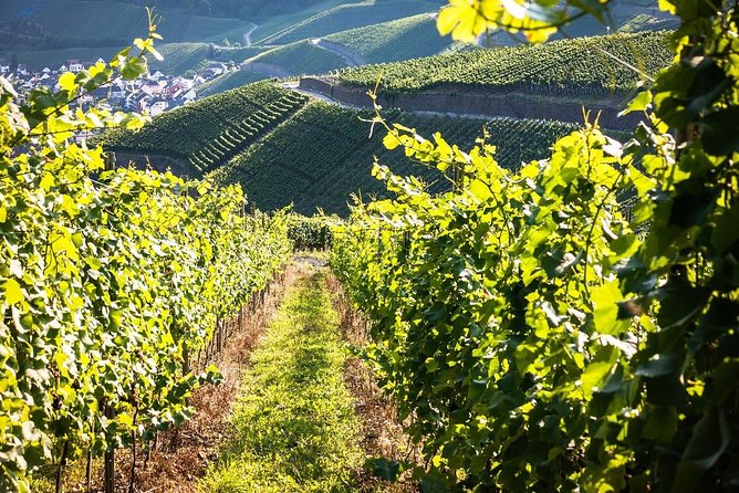 Cape Winelands shared day tour from Cape Town to Stellenbosch and Franschhoek - Fairview for wine, cheese, and shopping