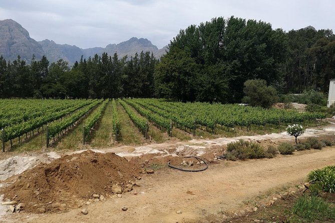 Cape Winelands Stellenbosch Franschhoek Paarl Tour from Cape Town - Why this Cape Winelands route works