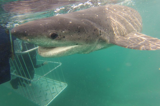 CapeTown: Shark Cage Diving Experience with Scuba - Seal Island adds a second wildlife show