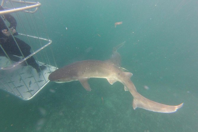 CapeTown: Shark Cage Diving Experience with Scuba - Weather can change the whole plan