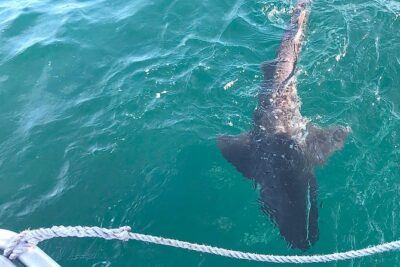 CapeTown: Shark Cage Diving Experience with Scuba
