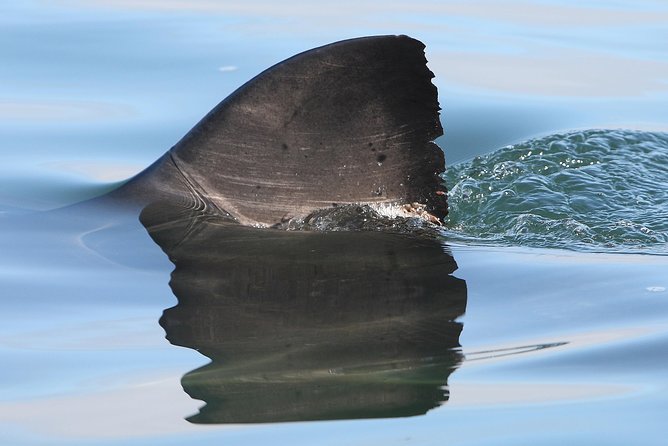 CapeTown: Shark Cage Diving Experience with Scuba - Who will enjoy this most?