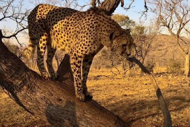 Captivating Safari Lion Park Experience (Half Day Guided Tour) - A compact safari near Johannesburg