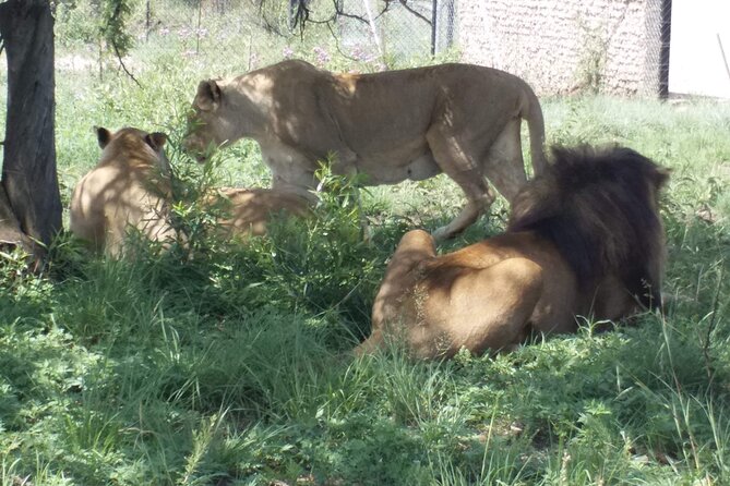 Captivating Safari Lion Park Experience (Half Day Guided Tour) - Two hours among lions, cheetahs, and wild dogs