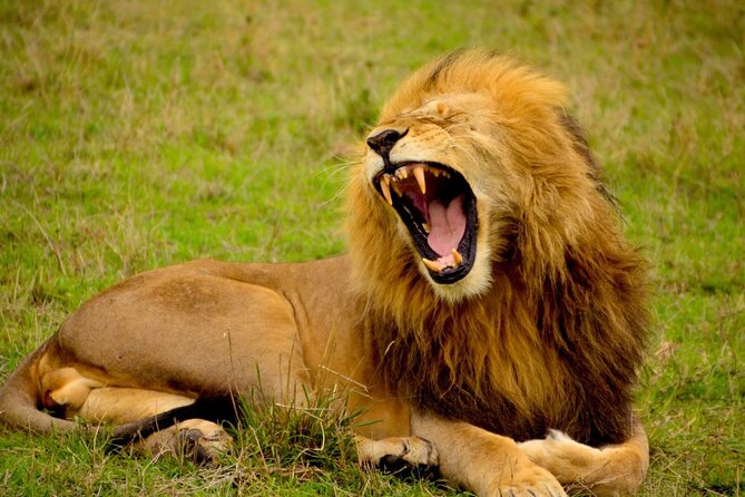 Captivating Safari Lion Park Experience (Half Day Guided Tour) - Giraffes, zebra, and close animal views