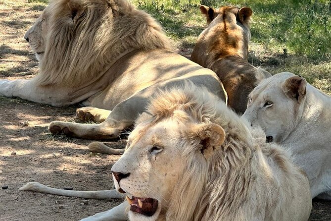 Captivating Safari Lion Park Experience (Half Day Guided Tour) - What the park setting is really like