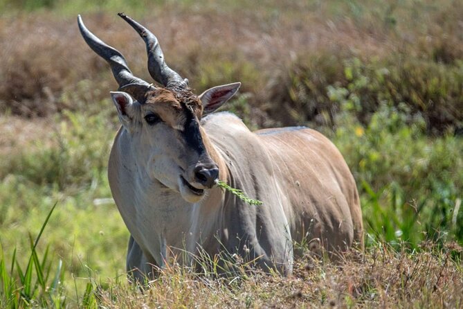 Captivating Safari Lion Park Experience (Half Day Guided Tour) - Who will enjoy this outing most?