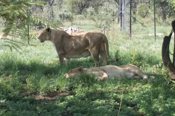Captivating Safari Lion Park Experience (Half Day Guided Tour) - Timing, meals, weather, and cancellation