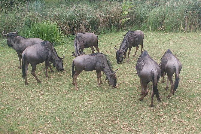 Captivating Safari Lion Park Experience (Half Day Guided Tour) - The drive into Lion and Safari Park