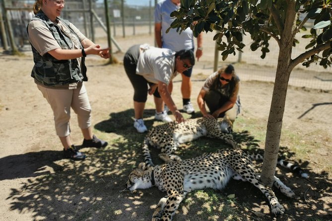 Cheetah Outreach Tour Somerset West, Gordon's Bay and Strand Beaches - Why this half-day Cape Town tour works