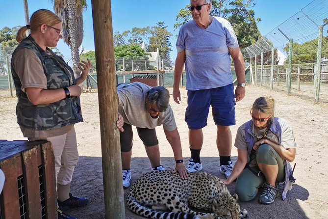 Cheetah Outreach Tour Somerset West, Gordon's Bay and Strand Beaches - Transport, pickup, and the five-hour schedule