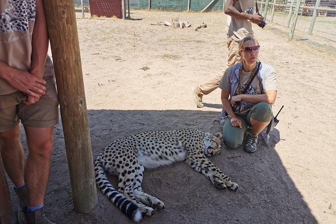 Cheetah Outreach Tour Somerset West, Gordon's Bay and Strand Beaches - What the $53.20 price really covers