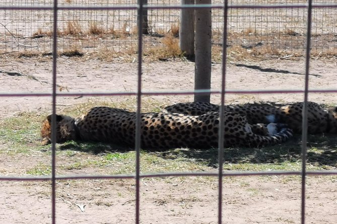 Cheetah Outreach Tour Somerset West, Gordon's Bay and Strand Beaches - Who will enjoy this tour most