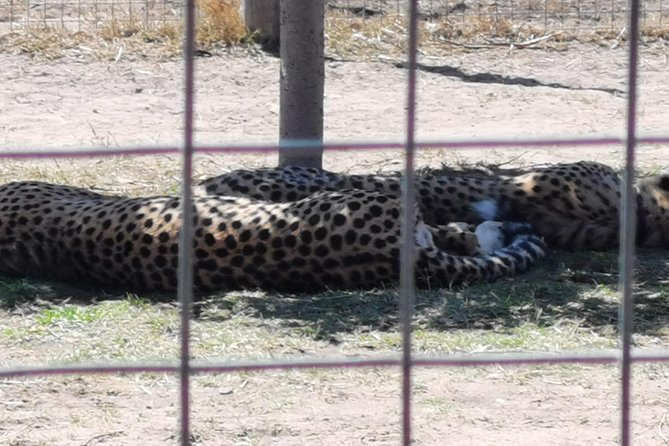 Cheetah Outreach Tour Somerset West, Gordon's Bay and Strand Beaches - Practical tips for a smoother day
