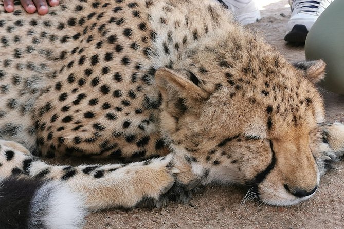 Cheetah Outreach Tour Somerset West, Gordon's Bay and Strand Beaches - Cheetah Outreach in Somerset West