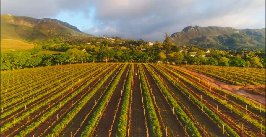 Constantia: Wine Walk with Lunch and Enchanting Stories - How much wine do you actually taste?