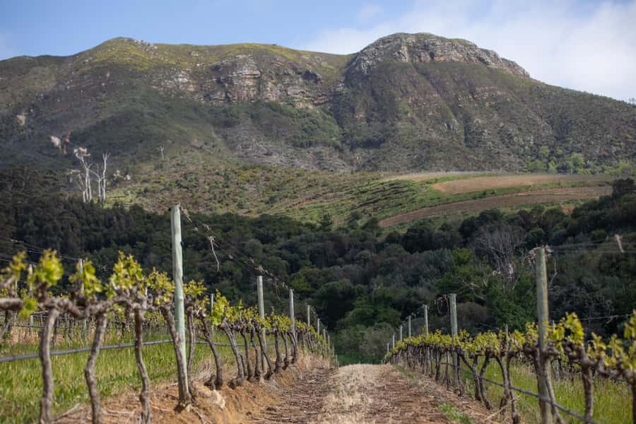 Constantia: Wine Walk with Lunch and Enchanting Stories - Who should book this tour?