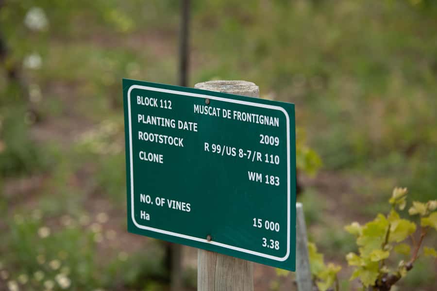 Constantia: Wine Walk with Lunch and Enchanting Stories - Should you book the Constantia Wine Walk?