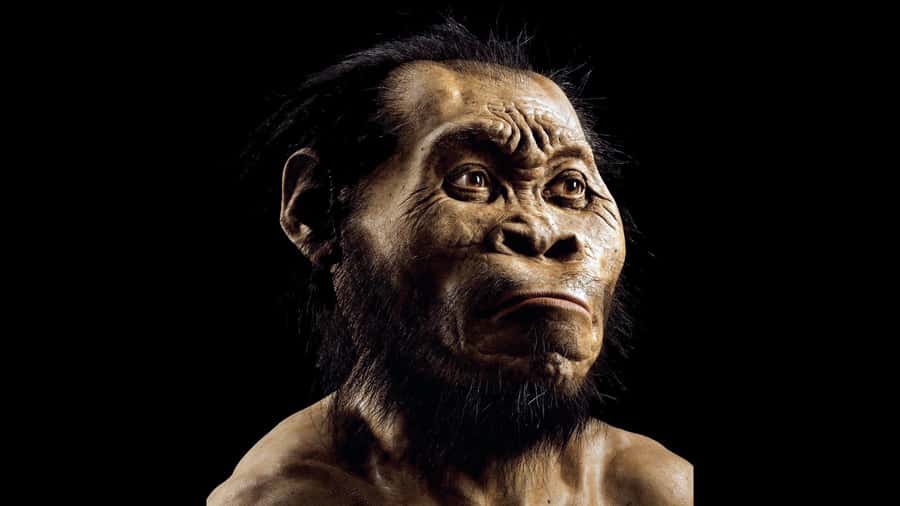 Cradle of Humankind and Sterkfontein Caves Half-Day Tour - Why the Cradle of Humankind matters