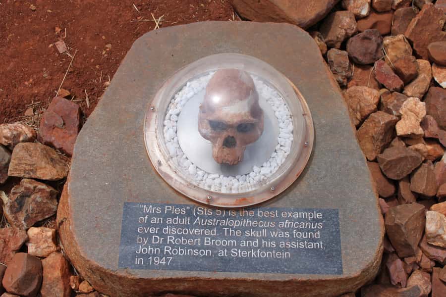 Cradle of Humankind and Sterkfontein Caves Half-Day Tour - What you get for $120