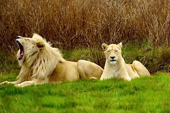 Cradle of Humankind, Caves or Maropeng, Rhino and Lion Park - Why this day trip earns a place on your Johannesburg plans
