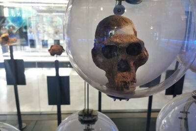 Cradle of Humankind, Caves or Maropeng, Rhino and Lion Park