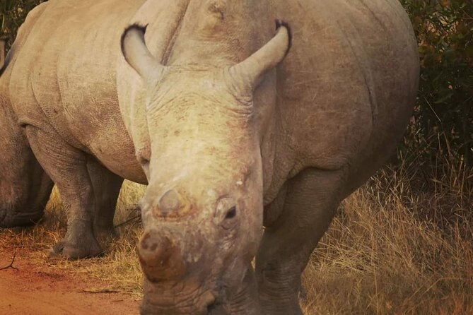 Cradle of Humankind, Caves or Maropeng, Rhino and Lion Park - Who will enjoy this most