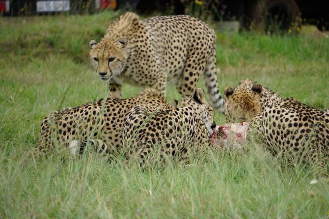 Cradle of Humankind, Caves or Maropeng, Rhino and Lion Park - Practical tips before you book