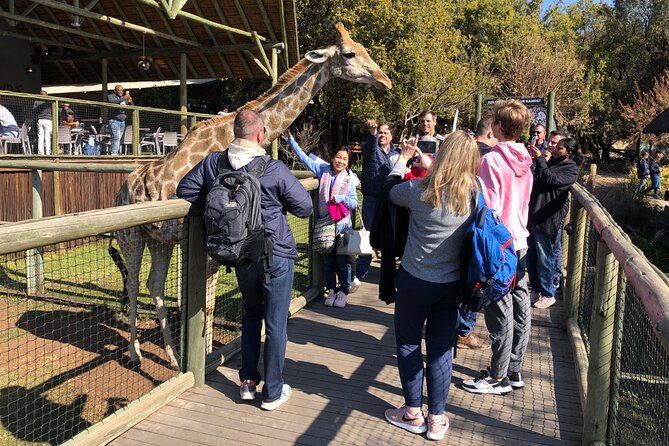 Cradle of Humankind Tour with Lion Safari from Johannesburg - Starting with lions at Lion and Safari Park