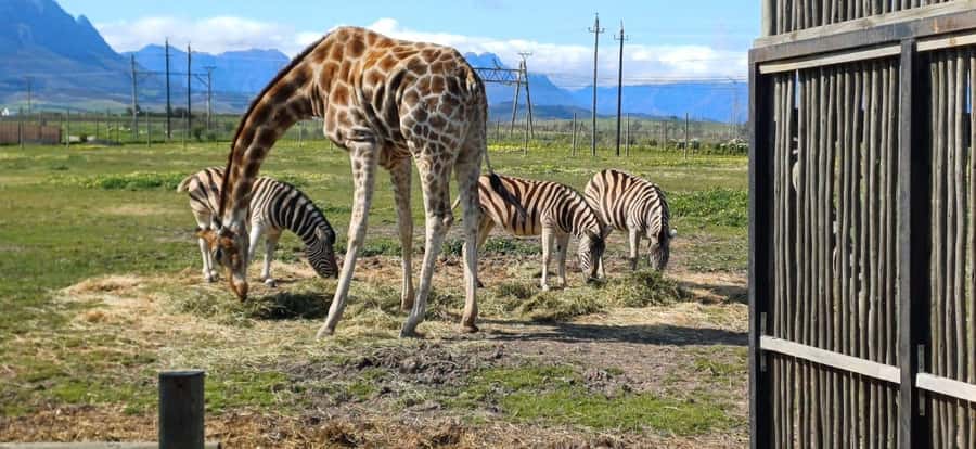 CT:Giraffe house-lions-leopard-tiger and WineTasting - Key points at a glance