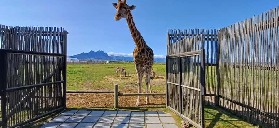 CT:Giraffe house-lions-leopard-tiger and WineTasting - Why this Cape Town day trip works