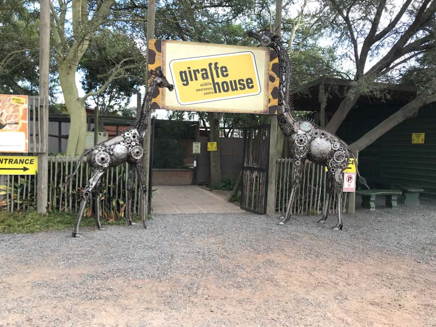 CT:Giraffe house-lions-leopard-tiger and WineTasting - Lions, leopards, tigers, and optional cheetahs