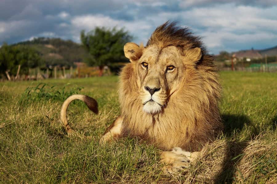 Drakenstein Lion Park Entry Ticket - Key points to know before you go