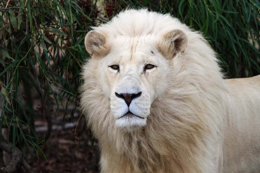 Drakenstein Lion Park Entry Ticket - Why the sanctuary mission matters