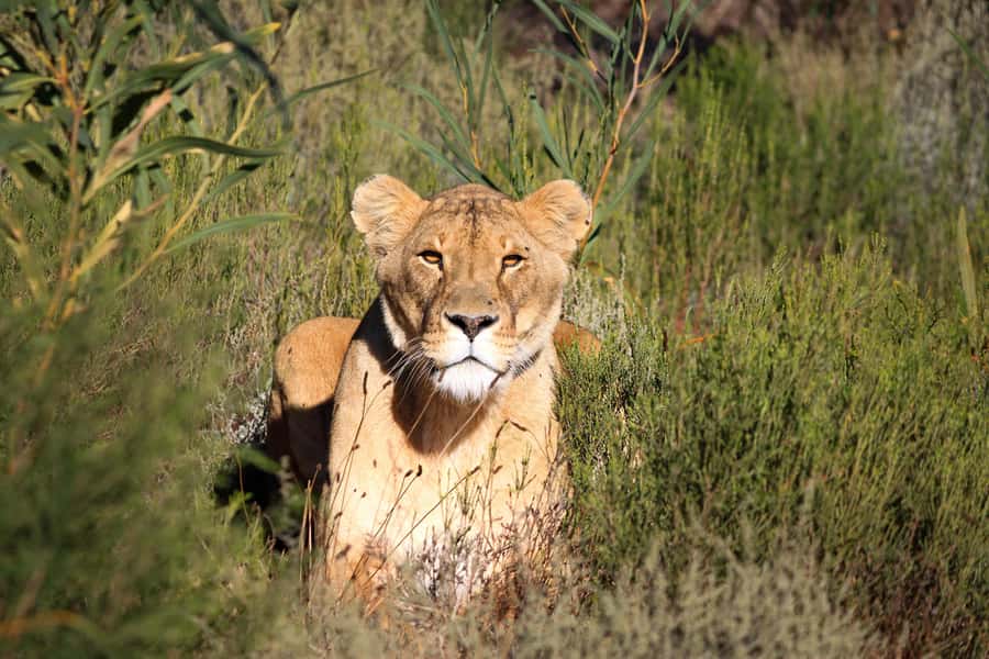Drakenstein Lion Park Entry Ticket - Walking through the 60-acre lion habitat