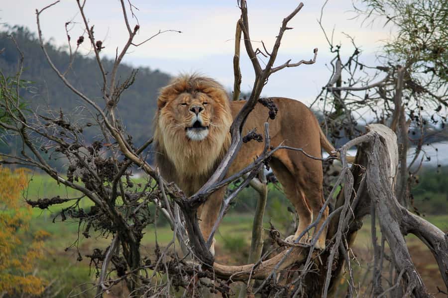 Drakenstein Lion Park Entry Ticket - Arriving in the Cape Winelands