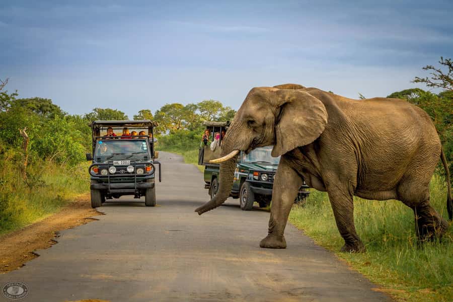 Durban:3 Day Hluhluwe-Imfolozi Park, St Lucia, iSimangaliso - Day two: a 5:00 AM Big Five safari