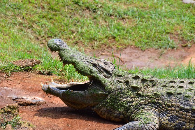 Durban City & PheZulu Cultural Village Day Tour from Durban - Crocodiles and snakes at Phezulu Reptile Park