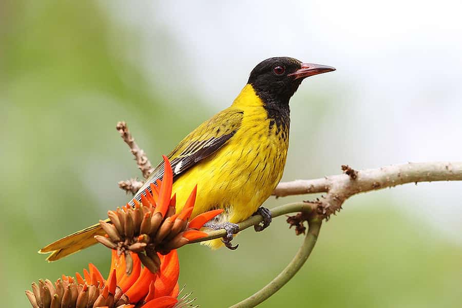 Durban: Drakensberg, Mandela Capture Site and Howick Falls - Should you book it?